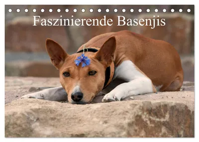 Produktbild von Faszinierende Basenjis (Tischkalender 2027 DIN A5 quer), CALVENDO Monatskalender