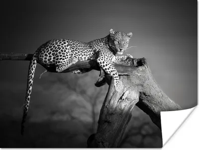 Produktbild von MuchoWow® Poster Panther - Baum - Tiere - Schwarz - Weiß 120x90 cm - Wandbild