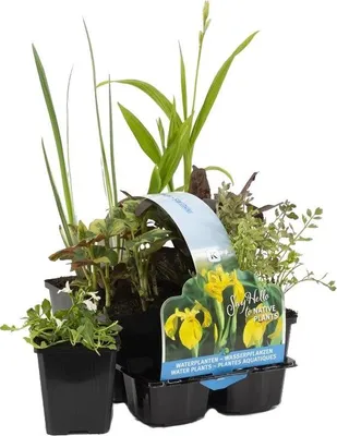 Produktbild von Bloomique - 6er Set - Heimische Teichpflanzen - Wasserpflanzen Miniteich - Zone 1 & 2 - Winterhart - Höhe 15-25 cm - Topf 9 cm