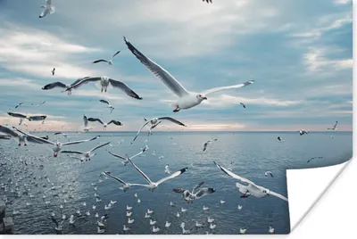 Produktbild von MuchoWow® Poster Vogel - Meer - Schwarm 180x120 cm - Fotoplakat