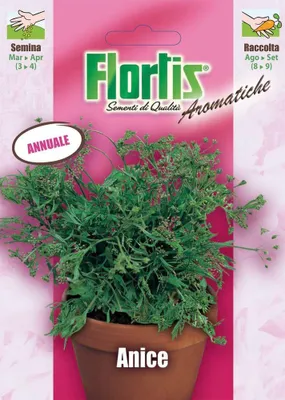 Produktbild von Anissamen Pimpinella anisum, einjährige Gewürzpflanze, 100-150 cm Wuchshöhe