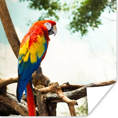 Produktbild von MuchoWow® Poster Papagei - Vogel - Regenbogen - Tropisch 50x50 cm - Wohnzimmerdekoration