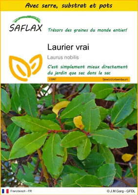 Image de SAFLAX Ensemble de culture - Laurier vrai - 6 graines - Laurus