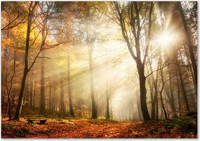 Produktbild von Tulup® Leinwandbild - 100x70 cm - Wandkunst - Drucke auf Leinwand - Leinwanddruck  - Landschaften - Orange - Nebel im Wald