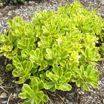 Obrázok produktu pre 6 x Kamčatská maslovka - Sedum kamtschaticum | kvetináč 9cm x 9cm