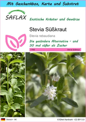 Produktbild von SAFLAX Geschenk Set - Stevia Süßkraut - Stevia rebaudiana - 100 Samen - Mit Geschenkbox, Versandaufkleber, Geschenkkarte und Anzuchtsubstrat