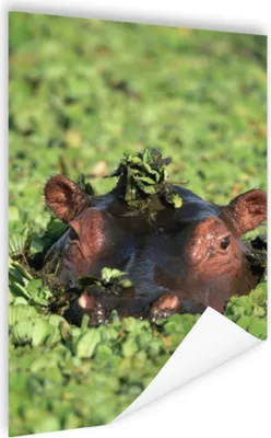 Produktbild von MuchoWow® Poster Nilpferd - Wasser - Pflanzen 120x180 cm - Kunstposter