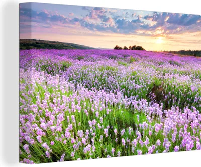 Obrázek produktu pro OneMillionCanvasses® Malba na plátně Nástěnná malba na plátně - Květiny - Levandule - Fialová - Obloha - Západ slunce - Louka - Příroda - 150x100cm