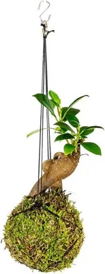 Obrázok produktu pre Gardners Kokedama Ficus Microcarpa ženšen (S)