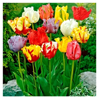 Produktbild von Mehrfarbige Papagei-Tulpenzwiebeln, 25 Stück, Tulipa, pflegeleichte Blumenzwiebeln, frisch