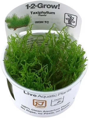 Produktbild von Taxiphyllum 'Flame'  in Vitro 1-2 Grow Wasserpflanzen
