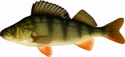 Zdjęcie produktu dla Realistyczna figurka Vissticker Baars, wysokość 50 cm