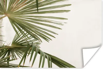 Produktbild von MuchoWow® Poster Palmwedel - Grün - Natur 90x60 cm - Schlafzimmer