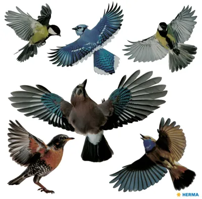 Image de HERMA 15539 Étiquette d'avertissement HERMA "Oiseaux d'avertissement", multicolore
