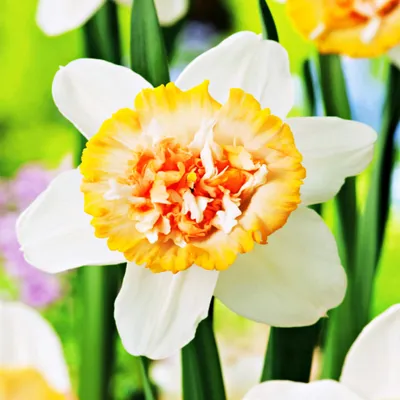 Produktbild von Narzissen Blumenzwiebeln Zwiebeln Blumen Sammler-Narzisse Petit Four 3 St.