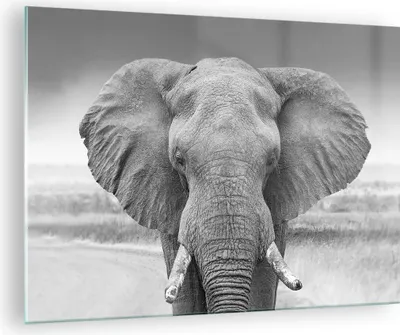 Produktbild von Bilder auf glas - Einteilig - Elefant Afrika Tier - 70x50cm - Glasbilder - Wandbilder - Bilder - zum Aufhängen bereit - Wanddekoration aus Glas - Glas Bilder - Wandbild auf Glas - GAA70x50-5072