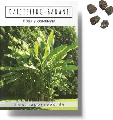 Produktbild von Darjeeling Bananen Samen (Musa sikkimensis) - Winterharte Banane mit wunderschönen Blättern Indoor und Outdoor geeignet