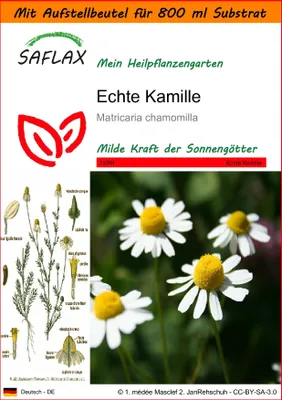Produktbild von SAFLAX Garden in the bag - Echte Kamille - Matricaria chamomilla - 300 Samen - Mit Anzuchtsubstrat im praktischen, selbst aufstellenden Beutel