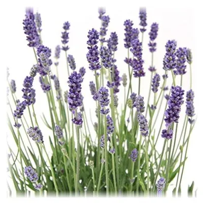 Immagine prodotto di 6 piante Lavandula angustifolia perenne