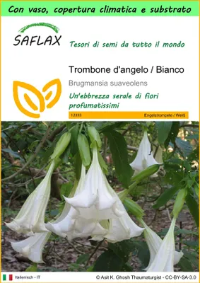 Immagine prodotto di SAFLAX Garden to go - Trombone d'angelo / Bianco - 10 semi - Brugmansia