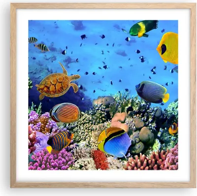 Produktbild von Gerahmtes Poster - Rahmen in heller Eiche - Korallenriff - 50x50 cm - Wand Bild - Wanddeko - Wandbilder - Kunstposter - Wandposter - Bilderrahmen - Bilder - Kunstdruck - Wandbild - P2NAC50x50-3569