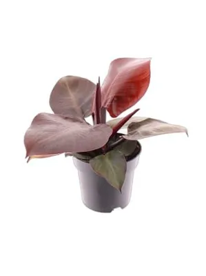 Produktbild von Philodendron Cherry Red 30cm Zimmerpflanze