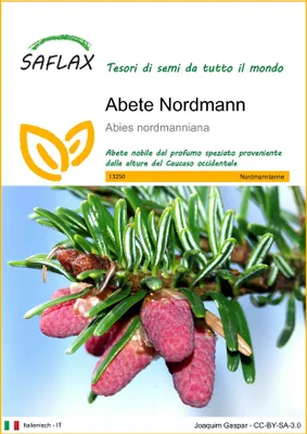 Immagine prodotto di SAFLAX  - Abete Nordmann - 20 semi - Abies