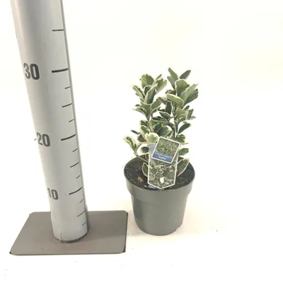 Imagen del producto de Euonymus japonicus 'Kathy' - Arbusto espino. | 15-20 cm en maceta