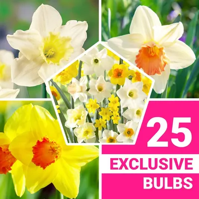 Productafbeelding van Narcissenbollen, winterhard en meerjarig - Spectrum, geurende collectie - 25 bloembollen - Mix van 6-7 soorten - Geteeld in Nederland - Geschikt voor tuin en pot (geen zaden, niet kunstmatig)