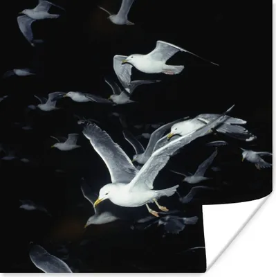 Produktbild von MuchoWow® Poster Vogel - Schwarz - Schwarm 50x50 cm - Wohnzimmerdekoration