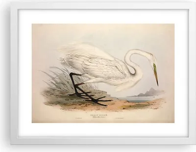Produktbild von Gerahmtes Poster - Weißer Rahmen - Vogel Weiß Reiher - 40x30 cm - Wand Bild - Wanddeko - Wandbilder - Kunstposter - Wandposter - Bilderrahmen - Bilder - Kunstdruck - Wanddekoration - P2WAA40x30-4979