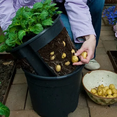 Produktbild von PotatoPot Kartoffel-Pflanztopf, 1 Topf inkl. Einsatz
