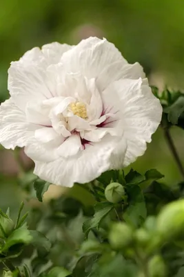 Produktbild von Hibiscus syriacus 'White Chiffon', Gartenhibiskus, weiß, 60–80 cm