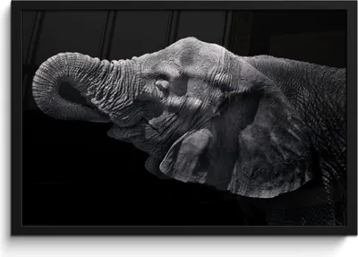 Produktbild von MuchoWow® MuchoWow® Gerahmtes Poster Elefant - Tiere - Schwarz - Natur 60x40 cm - Poster mit zchwarzem Bilderrahmen - Printing - Wanddeko Schlafzimmer