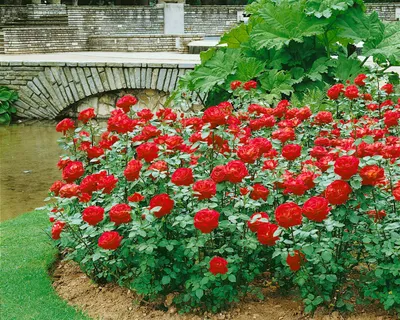 Produktbild von Rosa 'Dame de Coeur', Edelrose, leuchtend rot, 3-5 Liter Container