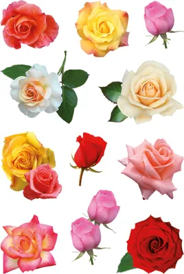 Produktbild von HERMA Sticker DECOR "Rosenblüten bunt" 3 Blatt à 11 Sticker