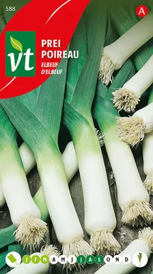Produktbild von Lauch Elbeuf Samen - Ca. 5 gr | VT_588