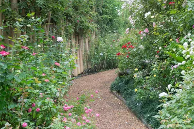 Produktbild von Muralo Fototapete Blumen 254 (B) x 184 (H) cm Vlies Tapete Wandtapeten Rosen Pfingstrosen Garten Wohnzimmer Schlafzimmer moderne Wandbilder XXL Pflanzen Natur Wand Dekoration