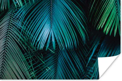 Produktbild von MuchoWow® Poster Palmenblatt - Tropisch - Natur - Dschungel 60x40 cm - Schlafzimmerdekoration