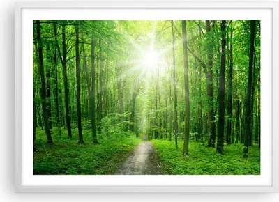 Produktbild von Gerahmtes Poster - Weißer Rahmen - Sonnenstrahlen Wald Sommer - 70x50 cm - Wand Bild - Wanddeko - Wandbilder - Wandposter - Bilderrahmen - Bilder - Kunstdruck - Wandbild - P2WAA70x50-2689