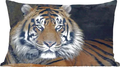 Produktbild von MuchoWow® Zierkissen Sofakissen Wohnzimmer Dekokissen 50x30 cm Tiger - Höhle - Natur - Wohnzimmerdekoration - Polster mit Photo
