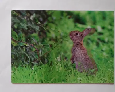 Produktbild von 3 D Ansichtskarte Wildkaninchen, Postkarte Wackelkarte Hologrammkarte Tiere Hase Waldtiere