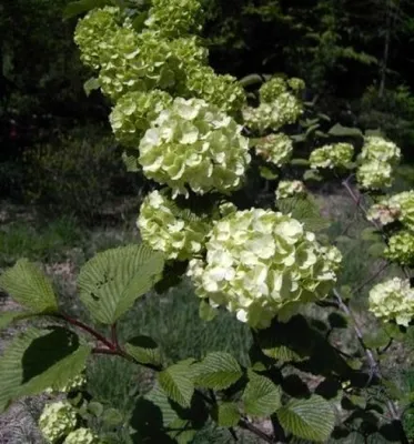 Produktbild von Japanischer Schneeball Grandiflorum - Hortensienschneeball -  Viburnum plicatum 40-60cm