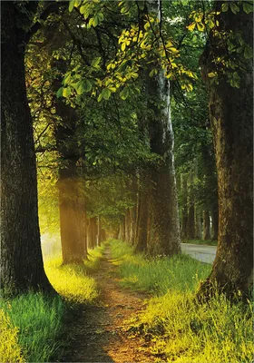 Produktbild von Wallario Poster - Allee bei Sonnenuntergang, Kunstdruck Größe: 70 x 100 cm