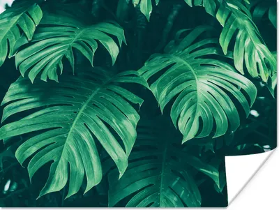 Produktbild von MuchoWow® Poster Monstera - Blätter - Pflanzen - Dschungel - Natur 120x90 cm - Wandbild