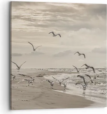 Produktbild von Bild auf Leinwand - Leinwandbild - Einteilig - Möwen Küste Boho - 70x70cm - Wand Bild - Wanddeko - Wandbilder - Leinwanddruck - Bilder - Wanddekoration - Leinwand bilder - Wandbild - AC70x70-4723