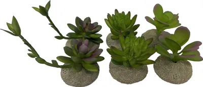 Immagine prodotto di Terra Della Decorazione per terrari con piante grasse