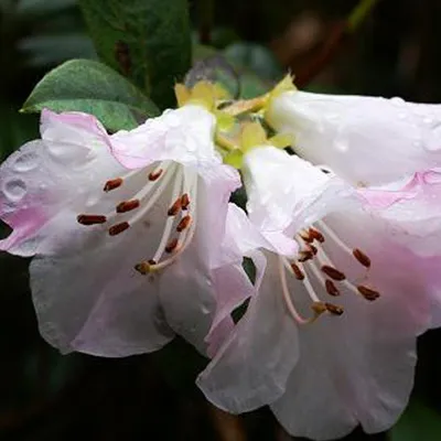 Immagine prodotto di Rododendro 'Clipinense' - Rhododendron 'Cilpinense'  | 20-30 cm in vaso