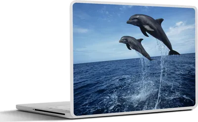 Produktbild von MuchoWow® Laptop Aufkleber Sticker Cover Delfin - Meer - Tier 32.5x23.5 cm - Sticker für Laptop - Selbstklebend