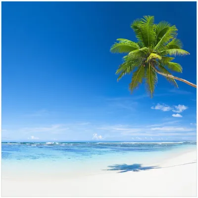 Produktbild von Wallario Premium Glasbild, freischwebende Optik, kräftige Farben, Größe 30 x 30 cm Motiv Weißer Sandstrand am Meer - Ein Traum unter Palmen